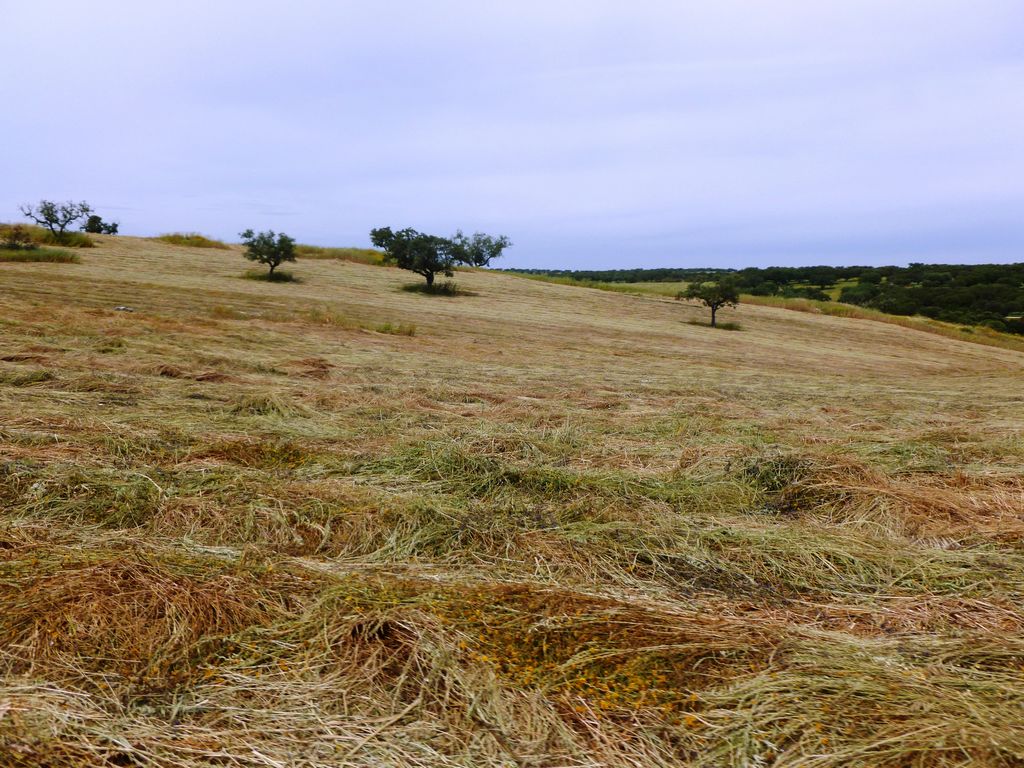 Herdade